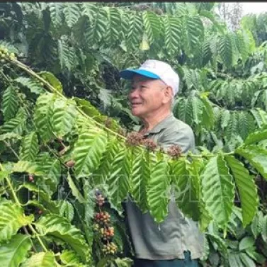 Giá cà phê ngày 23/4 tại thị trường trong nước, đỉnh mới được thiết lập ở mức 128.000 đồng/kg